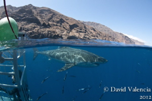 Shark diving in Guadalupe is the best. Clear water, the l... by David Valencia 